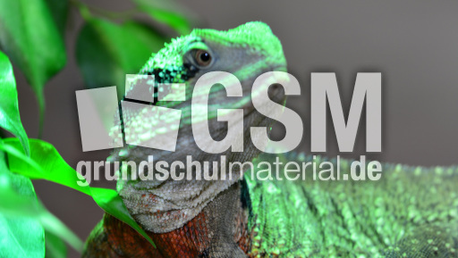 Australische Wasseragame (4).jpg